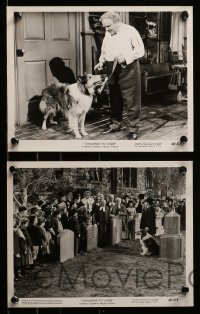 2h548 CHALLENGE TO LASSIE 6 8x10 stills '49 wonderful portraits of Lassie the dog & Edmund Gwenn!
