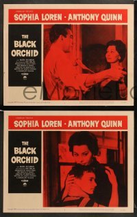 2k404 BLACK ORCHID 6 LCs '59 images of sexy Sophia Loren, a story of love directed by Martin Ritt!