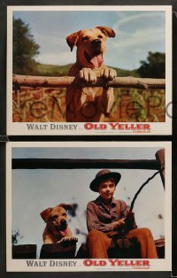 2k698 OLD YELLER 3 LCs R74 Dorothy McGuire, Fess Parker, Tommy Kirk, Disney's most classic canine!