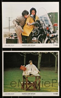2r016 HAROLD & MAUDE 7 color Swiss 8x10 stills '71 Ruth Gordon & Bud Cort, Ashby classic!