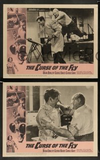 3g117 CURSE OF THE FLY 8 LCs '65 Brian Donlevy, English sci-fi monster sequel!