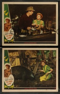3g782 EGG & I 3 LCs '47 great images of Fred MacMurray, Claudette Colbert, 1st Ma & Pa Kettle!