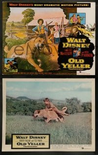 3g381 OLD YELLER 8 LCs '57 Dorothy McGuire, Fess Parker, Tommy Kirk, Disney's most classic canine!
