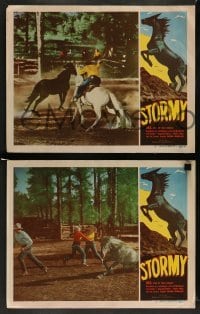 3g742 STORMY 4 LCs R48 wonderful images of Noah Beery Jr,, Rex, horse and cattle action!