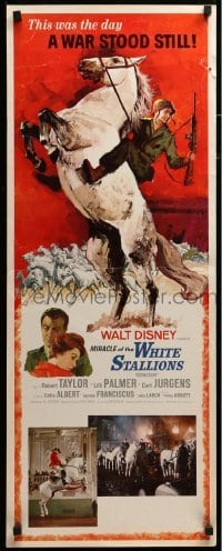 3m659 MIRACLE OF THE WHITE STALLIONS insert '63 Disney, Lipizzaner stallions art, Robert Taylor!