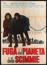 3r697 ESCAPE FROM THE PLANET OF THE APES Italian 2p '71 different image of chained primates!