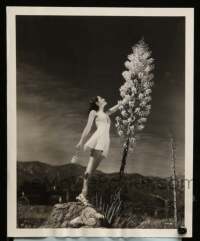 3s358 HELEN PARRISH 8.25x10 still '39 illegally picking California yucca blossoms by Ray Jones!