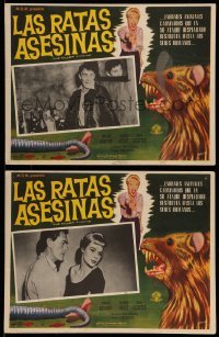 3y519 KILLER SHREWS 2 Mexican LCs '59 great different horror art of the giant rodent monster!