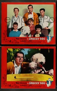 3z862 SHAGGY DOG 3 LCs '59 Disney, Fred MacMurray in the funniest sheep dog story ever told!