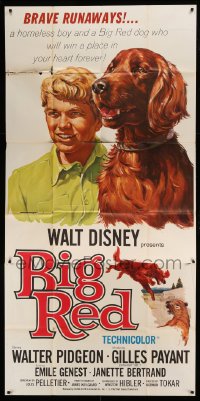 4w421 BIG RED 3sh '62 Disney, Walter Pigeon, great portrait artwork of boy & Irish Setter dog!
