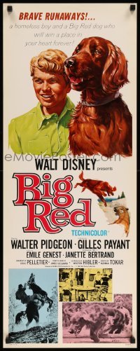 5g547 BIG RED insert '62 Disney, Walter Pigeon, cool artwork of Irish Setter dog!