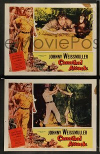 5j590 CANNIBAL ATTACK 6 LCs '54 border art of Johnny Weissmuller w/knife cool images!