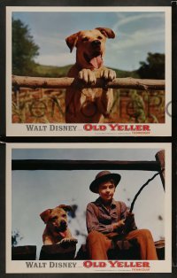 5j807 OLD YELLER 4 LCs R74 Dorothy McGuire, Fess Parker, Tommy Kirk, Disney's most classic canine!