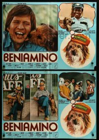 5p763 BENJI set of 8 Italian 19x27 pbustas '75 Joe Camp, classic dog movie, wonderful images!