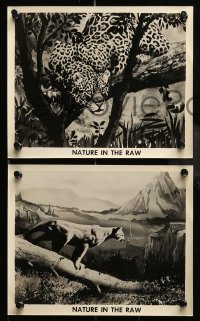 5x520 NATURE IN THE RAW 6 8x10 stills '60s Capt. Wallace Caswell Jr., all adventure show!