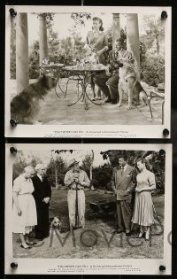 5x670 YOU NEVER CAN TELL 5 8x10 stills '51 Dick Powell, Peggy Dow, Joyce Holden, cool dogs!