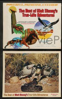 6w014 BEST OF WALT DISNEY'S TRUE-LIFE ADVENTURES 9 LCs '75 powerful, primitive, cool animal images!