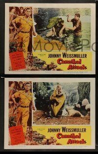 6w613 CANNIBAL ATTACK 5 LCs '54 border art of Johnny Weissmuller w/knife + cool images!