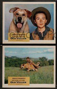 6w574 OLD YELLER 6 LCs R74 Dorothy McGuire, Fess Parker, Tommy Kirk, Disney's most classic canine!