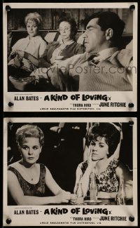 7s950 KIND OF LOVING 2 English FOH LCs 1962 Schlesinger, Alan Bates & sexy June Ritchie!