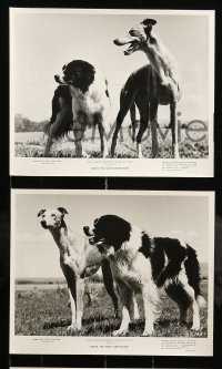7s532 GRETA THE MISFIT GREYHOUND 8 TV 8x10 stills 1963 Walt Disney, wonderful canine dog images!