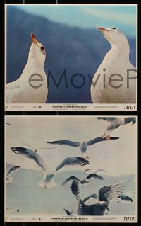 8h149 JONATHAN LIVINGSTON SEAGULL 7 8x10 mini LCs 1973 great bird images, from Richard Bach's book!