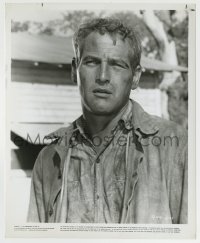 8s207 COOL HAND LUKE 8.25x10 still 1967 best close portrait of Paul Newman in the title role!