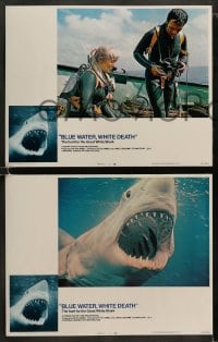 8w105 BLUE WATER, WHITE DEATH 8 LCs 1971 cool images of great white sharks & scuba divers!