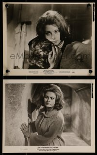 9a909 CONDEMNED OF ALTONA 2 8x10 stills 1963 both great images with sexiest Sophia Loren!
