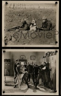 9a806 UNDER THE BLACK EAGLE 4 8x10 stills 1928 Flash the canine German shepherd dog, Forbes, Day!