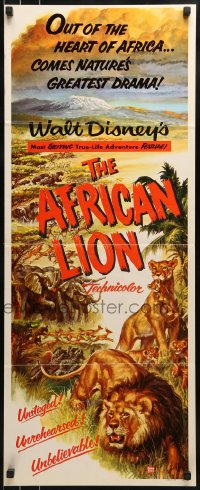 9c513 AFRICAN LION insert 1955 Walt Disney jungle safari documentary, cool animal artwork!