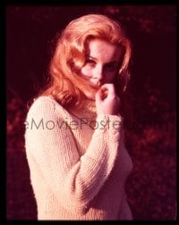 9m362 ANN-MARGRET 4x5 transparency 1960s great casual portrait of the sexy actress in sweater!