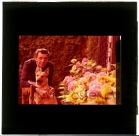 9m465 DIRK BOGARDE 3x3 transparency 1970s the English leading man with his German Shepherd dog!