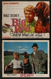 9r063 BIG RED 8 LCs 1962 Walt Disney, Walter Pigeon, Gilles Payant, Irish Setter dog!