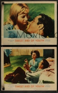 9r656 SWEET BIRD OF YOUTH 5 LCs 1962 Paul Newman & Geraldine Page, from Tennessee Williams' play!