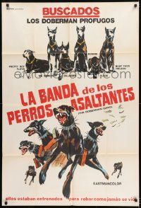 1g461 DOBERMAN GANG Argentinean 1972 wild artwork of highly trained Doberman Pincer dogs!