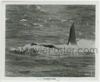 1h038 JAWS 8.25x10 still 1975 great image of Bruce the Great White Shark emerging from the water!