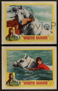 1k503 WHITE MANE 6 LCs 1954 boy and wild horse, from the director of The Red Balloon!