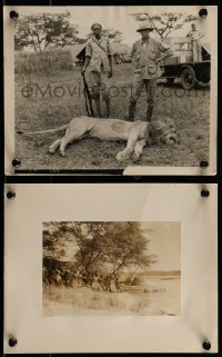 1s980 TRADER HORN 2 8x10 stills 1931 directed by W.S. Van Dyke next to lion, Carey's hippo hunt!