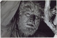 1y365 WOLF MAN 10x15 RE-STRIKE photo 2010s super close up of Lon Chaney Jr. as the monster!