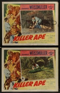 2h728 KILLER APE 3 LCs 1953 Johnny Weissmuller as Jungle Jim wrestling with alligator on ground!