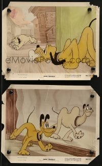 2x778 BONE TROUBLE 2 color 8x10 stills 1940 Walt Disney, images of Pluto and huge bull dog, color-glos!