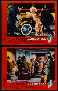 2x548 SHAGGY DOG 2 LCs 1959 Disney, Fred MacMurray in the funniest sheep dog story ever told!