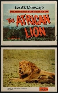 2x444 AFRICAN LION 9 LCs 1955 Walt Disney's most amazing True-Life adventure feature, animal images!