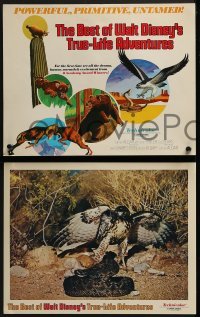 2x476 BEST OF WALT DISNEY'S TRUE-LIFE ADVENTURES 8 LCs 1975 powerful, primitive, cool animal images!