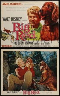2x477 BIG RED 8 LCs 1962 Walt Disney, Walter Pigeon, Gilles Payant, Irish Setter dog!