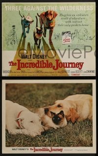 2x485 INCREDIBLE JOURNEY 8 LCs 1963 Disney, Bull Terrier, Siamese cat & Labrador Retriever!