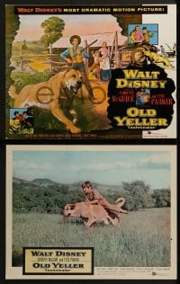 2x495 OLD YELLER 8 LCs 1957 Dorothy McGuire, Fess Parker, Tommy Kirk, Disney's most classic canine!