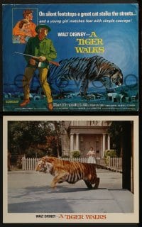 2x468 TIGER WALKS 9 LCs 1964 Walt Disney, Brian Keith, Vera Miles, Sabu, great feline images!