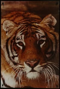 2z530 PORTAL PUBLICATIONS 24x36 commercial poster 1980s great close-up portrait of cool tiger!